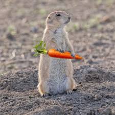 Image result for Cynomys gunnisoni obrázek