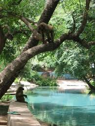 Wiki Warm Springs Yankari National Park Nigeria Yes We Did Swim With The Baboons In The Trees Above Us Nigeria Travel Africa Travel National Parks