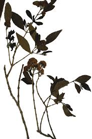 Image result for Olinia rochetiana