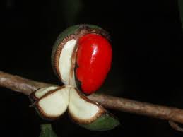 Image result for Leptonychia