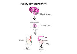 Your Small But Mighty Pituitary Gland