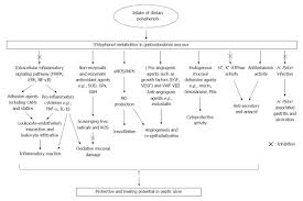 Role Of Dietary Polyphenols In The Management Of Peptic Ulcer