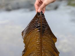 Image result for Scleria arcuata