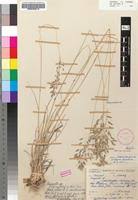 Image result for Eragrostis patentipilosa