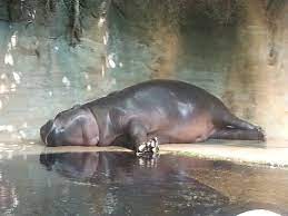 Hippo Lincoln Park Zoo Chicago Hippopotamus Baby Hippo Hungry Hippos