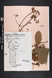 Image result for Ancylobothrys amoena