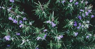 First, the harvest question is easy. Growing Rosemary The Complete Guide To Plant Grow Harvest Rosemary