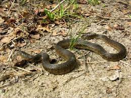 Florida Green Watersnake Florida Reptiles And Amphibians Green