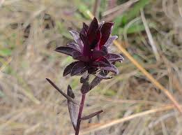 Image result for Gnidia chapmanii