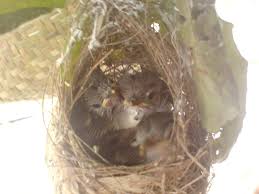 Jika, salah satu cara memaster burung ciblek dengan menggunakan burung secara langsung ke burung ciblek anda tidak memungkinkan. Sarang Burung Ciblek Cekinfo Humor