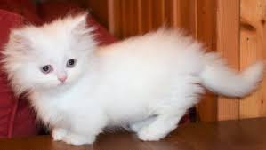 We did not find results for: 20 Fun Facts You Didn T Know About Munchkin Cats