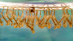 Mosquito larva best food for betta fish in this video @thefish just want to show how to find mosquito larva for betta fish food. Start Collecting Live Food For Your Aquarium Fish