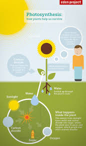 Photosynthesis Diagram For Kids How Plants Help Us To