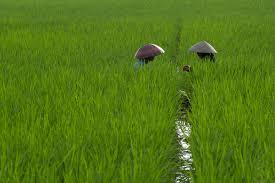 Riding on the motto of agriculture is business, the new approach has enabled the this trend is expected to continue and is the basis that would shape future agriculture production. Prince Of Wales Visited Crops For The Future In Malaysia The Asean Post