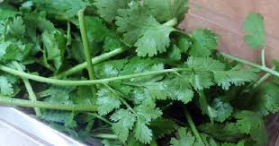 Cilantro Extraordinario Detox Bebidas Para Perder Peso Cilantro Hierbas