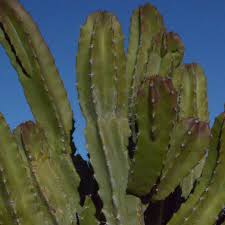 It is also called cactus pear and indian fig (fico d'india in italian). Watch The West Virginia Vs Arizona State Cactus Bowl Online Time Tv Schedule Live Stream And 3 Things To Know Sbnation Com