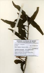 Image result for Agelanthus