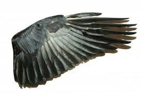Google Image Result For Http Us 123rf Com 400wm 400 400 Pakhnyushchyy Pakhnyushchyy0902 Pakhnyushchyy090200449 4361651 Bird Wings Isolated On White Jpg Ales
