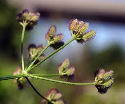 Image result for Torilis