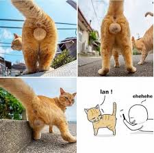Kedi Tasagi Uludag Sozluk