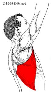 These exercises can be done in any typical (local) gym. Exrx Net Latissimus Dorsi