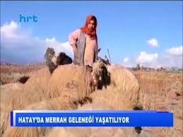 Hatay Kirikhan Cobanlari Merrah Kulturunu Hala Devam Ettiriyorlar Youtube