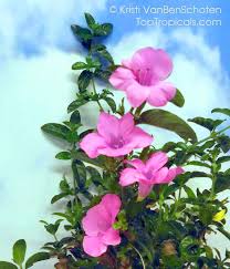 Image result for Barleria galpinii