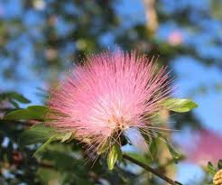 Image result for Calliandra haematocephala