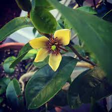 Banana Magnolia Creamy Rich With Ylang And Fruit Notes Magnolia Magnolia Flower Botanical
