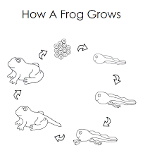 Funny frogs coloring page … Frog Life Cycle Coloring Pages For Preschoolers Coloring And Malvorlagan