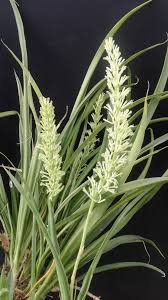 Image result for Sansevieria dooneri