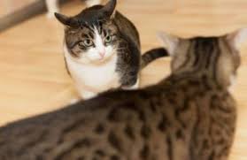 I should add that i've tried feeding them across the room from each other, but kitten is so terrified and manx so hateful that as soon as manx. How To Stop My Cat From Bullying My Other Cat Why And What To Do About It