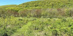 Summer Saunters: Hillside Farm