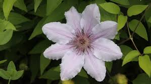 Image result for Clematis pulchra