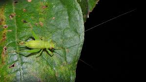 Image result for Tricliceras mossambicense