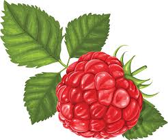 Rasberry Drawing Png Image Raspberry Clip Art Berries