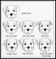 The ceres city council meet via zoom on monday evening and sharply disagreed over a number of agenda items. Ears By Fci Judge Daniel Martinez Sanchez Total Rottweiler Magazine