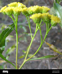 Image result for Psiadia punctulata