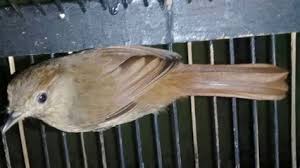 Home » burung sirtu » ciri burung jantan betina » ciri ciri burung sirtu jantan dan betina. Burung Flamboyan Jantan Paling Keren 20 Gambar Burung Flamboyan Jantan Dan Betina Burung Flamboyan Adalah Salah Satu Burung Kicau Yang Bagi Anda Yang Mungkin Tertarik Ingin Memelihara Burung Flamboyan