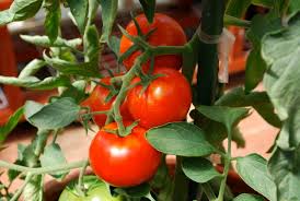 Cage tomatoes for their own good. How To Grow Tomatoes In Pots In Australia And New Zealand Houzz Au