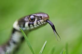 Maybe you would like to learn more about one of these? Is Your Toilet Hissing Like A Snake Terry S Plumbing