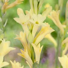 Image result for Polianthes tuberosa