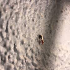 San bernardino | ca 92410. Dewey Pest Control 12 Photos 80 Reviews Pest Control 154 S Mission Dr Colton Ca Phone Number