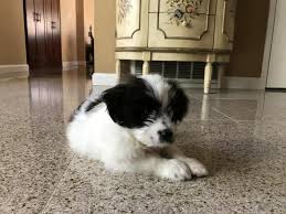 We did not find results for: Why Does My Shih Tzu Puppy Have A Long Nose Petcoach