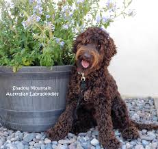 Labradoodles are hypoallergenic, which is great. Labrador Puppies For Sale In Southern California Craigslist The Y Guide