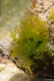 Image result for Ulva rigida