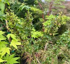 Image result for Vepris drummondii