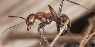 نتیجه جستجوی لغت [ants] در گوگل