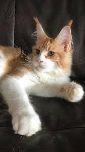 F I P Cats Catswithnotail Travelingwithcats Cute Cats And Kittens Kittens Cutest Cute Animals