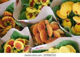 Image result for Calceolariaceae